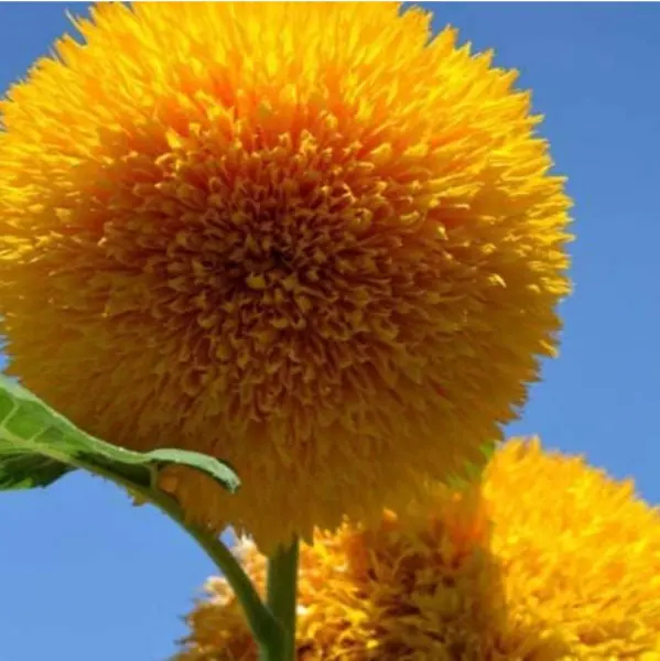 Teddy Bear Sunflower Seeds 25 Seeds Exotic Flower Non Gmo Seeds / Ts Fresh Garde - £7.90 GBP