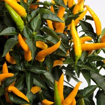Aji Pineapple Chili Pepper Seeds (5 Pack) - Hot Exotic Heirloom Variety for Spic - £5.50 GBP