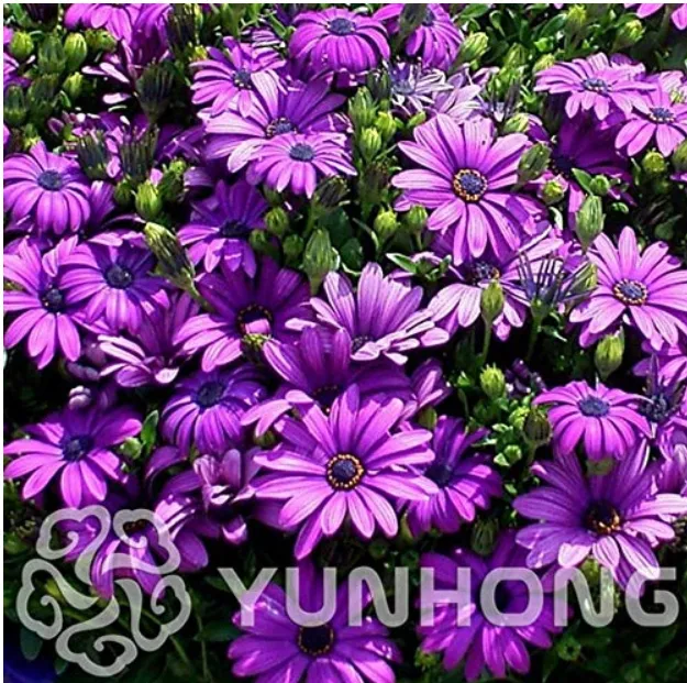 FreshPurple Osteospermum Bonsai Potted Flowering Plants Blue Daisy Flower - £6.14 GBP