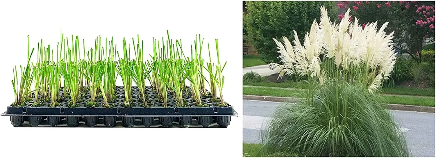 Pampas Grass Blue Bayou Live Plants Cortaderia Selloana - £36.93 GBP