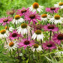 40  Echinacea Coneflower White &amp; Pink Flower Seeds Mix  Long Lasting Perennial F - £7.06 GBP