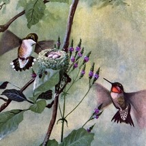 Ruby Throated Hummingbird 1955 Plate Print Birds Of America Nature Art DWEE32 - £31.44 GBP