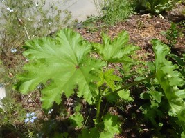 40 Seeds Malva Verticillata Donghancai Herb - £7.73 GBP