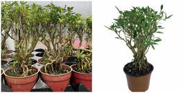 Japanese Serissa Bonsai Tree 4&quot; Pot - Exposed Roots - HDY2 - £48.56 GBP