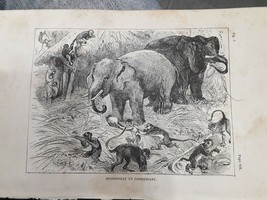 old Engraving Print Historie D´une Ménagerie Elephant (Canada) - £13.18 GBP