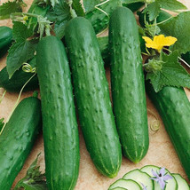 Fresh 25 Seeds Dasher Ii Cucumber Planting Edible Food Easy To Grow Gardening US - $8.32