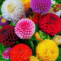 New Dahlia Pompon Dahlia Flower Seeds Fresh USA Garden - £7.96 GBP