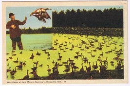 Postcard Wild Geese At Jack Miner&#39;s Bird Sanctuary Kingsville Ontario - $3.95