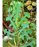 Wild Lettuce 50+  Seeds (Lactuca serriola) Prickly Opium Lettuce Medicinal Herb - $11.98