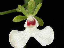 OEONIA ROSEA SMALL ORCHID MOUNTED - $33.00