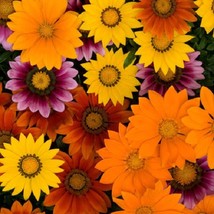 Flower Seed Mix Day Bright Mix Gazania Seeds 25 Thru 500 Seeds Flower Se... - $11.69