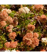 California Buckwheat seeds (DWARF) Eriogonum fasciculatum - $72.58 MXN