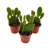 Red Bunny Ears Cactus, 2 inch Set of 3, Opuntia microdasys, Angel&#39;s Wings Tiny M - £18.26 GBP