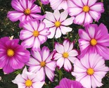 Candystripe Cosmos Flower Seeds Mix 200 Seeds Extended Blooms Fast Shipping - $8.99