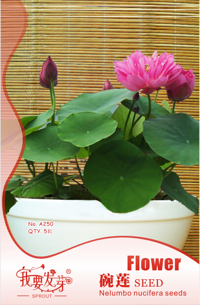 5 Seeds Bonsai Double Red Lotus Seeds - $7.99