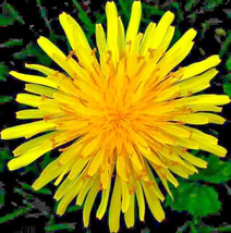 1000 Dandelion Seeds Spring Microgreens Salads Herb Organic Perennial USA Seller - $7.18