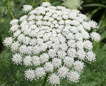 1000 Seeds Bishop Flower Seeds Wildflower Queens Anne&#39;S Lace Summer Gard... - $8.99