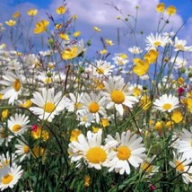 500 Roman Chamomile Chamaemelum Nobile Herb Flower Seeds Fast Ship Fresh USA SEL - £11.85 GBP