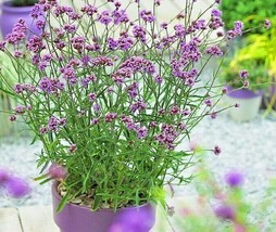 USA Store 450 Seeds Purpletop Vervain Flower Seeds Native Wildflower Herb Tea Dr - $8.76