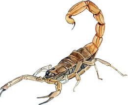 Realistic Wildlife Art Scorpion Scorpio Vinyl Decal - Car Home Truck SUV Boat RV - £5.55 GBP+