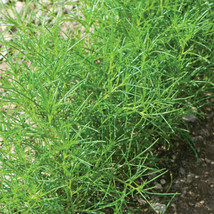 200 Saltwort Herb Seeds  Traditional Japanese Culinary Herb  - $5.53