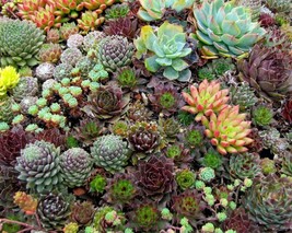 50 Seeds &quot;Hippie Chicks&quot; Succulent Sempervivum Flower Seeds - £11.79 GBP