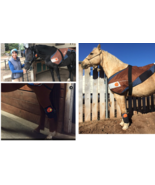 B3mer Horse VET (Veterinary-Line for Pets/Animals) PEMF - $2,999.00