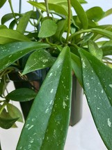 Hoya Pubicalyx plant cuttings, Two Hoya Pubicalyx plant cuttings, Unroot... - $191.56 MXN
