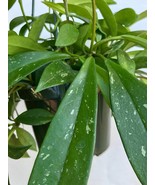 Hoya Pubicalyx plant cuttings, Two Hoya Pubicalyx plant cuttings, Unroot... - $189.44 MXN