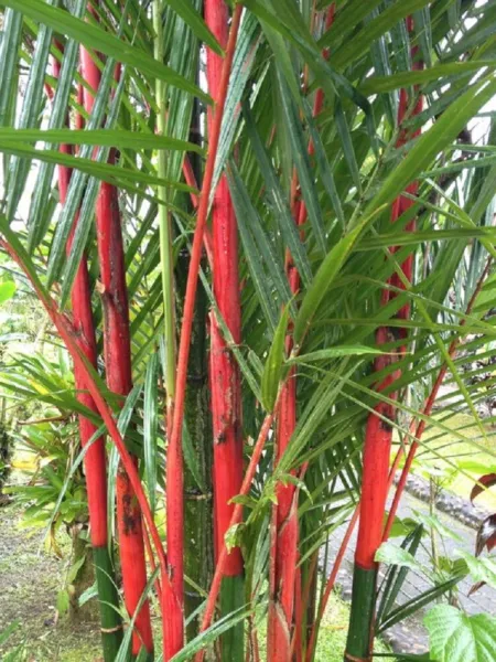 New Fresh 50 Costa Rico Red Moso Bamboo Seeds Privacy Climbing Seed Shade - $14.98