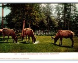 Elk at Point Defiance Park Tacoma WA Washington UNP UDB Postcard R21 - $5.08