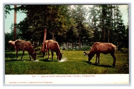 Elk at Point Defiance Park Tacoma WA Washington UNP UDB Postcard R21 - £4.06 GBP