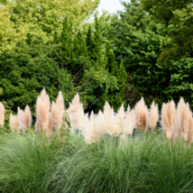 Colorful Pampas Grass Cortaderia Bonsai - 300 Seeds - £6.62 GBP