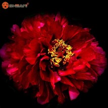 20 Red Peony Seeds Garden Plants Ornamental Flowers - £23.17 GBP