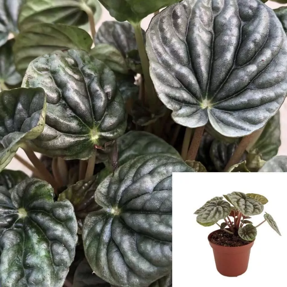 Peperomia Gray Luna 4Inches Pot Plant Peperomia Caperata Black Live Plant - $19.99