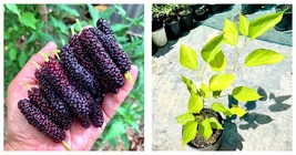 24”-36” Mulberry (morus Rubra) tropical fruit tree Gardening - £66.85 GBP