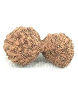 Rare 25 Mukhi Gauri Shankar Rudraksha - IGL Certified - $12,732.60 MXN