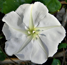 25 Seeds Moonflower White Night Flowering Vine Ipomoea Alba Moths Pollinate Usa - $12.48