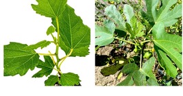 Live Plant Beer&#39;s Black Fig (Dwarf Habit) - Ficus carica - Live Plant - £31.16 GBP