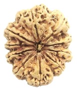 Rare Super Collector 10 Mukhi Rudraksha with 10 complete seeds - 35.66mm... - €597,72 EUR