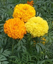 US Seller 250 Seeds Marigold African Crackerjack Mix Dia De Los Muertos - £7.60 GBP