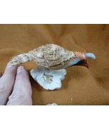 (Y-BIR-QU-19) Quail white red black bird gemstone STONE figurine Peru qu... - $551.86 MXN