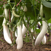 300 Seeds White Long Eggplant : Pure White Skin And Flesh Beautiful Garden USA S - $9.90