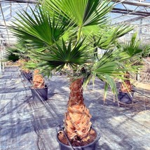 FG 10 Mexican Fan Palm Tree Seeds (Washingtonia Robusta) Tropical Exotic Cold Ha - £9.93 GBP