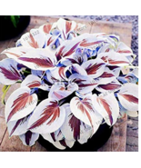 200pcspack Hosta Perennials Plantain Beautiful Lily Flower White Lace Ground Cov - $8.98