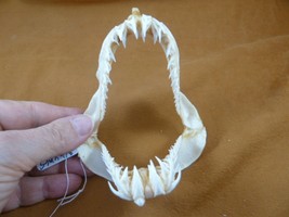 (SJ80-10) Rare 3-3/4&quot; wide CROCODILE SHARK jaw sharks Pseudocarcharias k... - £158.00 GBP