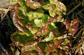 Bronze Mignonette Butterhead Lettuce Seeds, NON-GMO, Heirloom, FREE SHIP... - $1.97+