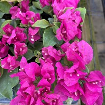 USA SELLER Vera Deep Purple Bougainvillea Small Well Rooted Starter Plant Live B - £32.89 GBP