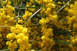 Tropical Seeds -Vachellia Arabic Gum  -20 Seeds - See Listing- Acacia nilotica - $3.99