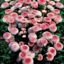 USA Strawberries &amp; Cream English Daisy Bellis Perennis Flower 100 Seeds - £8.78 GBP